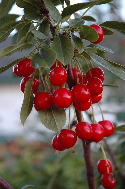 Evans Cherry (Prunus 'Evans') at Plants Unlimited