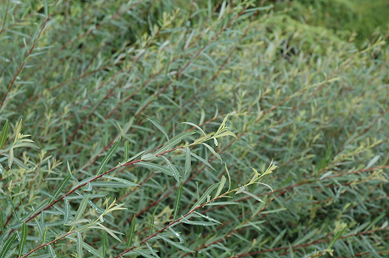 Creeping Arctic Willow (Salix purpurea 'Nana') at Plants Unlimited