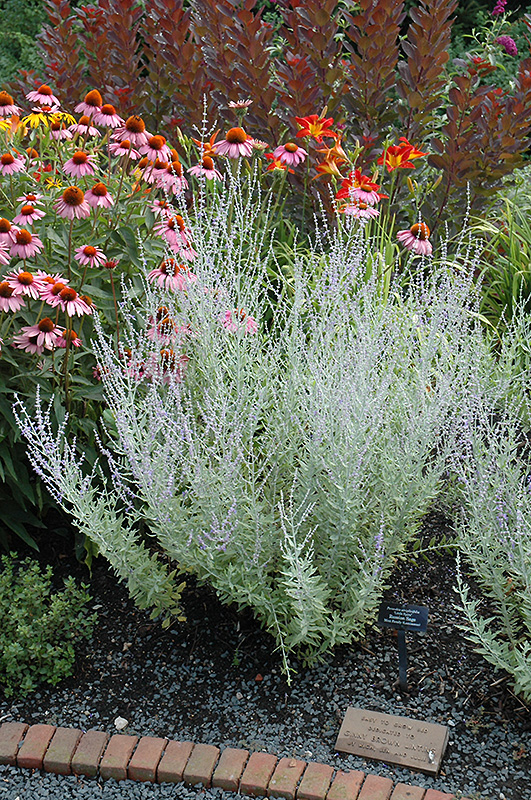 Little Spire Russian Sage (Perovskia 'Little Spire') at Plants Unlimited