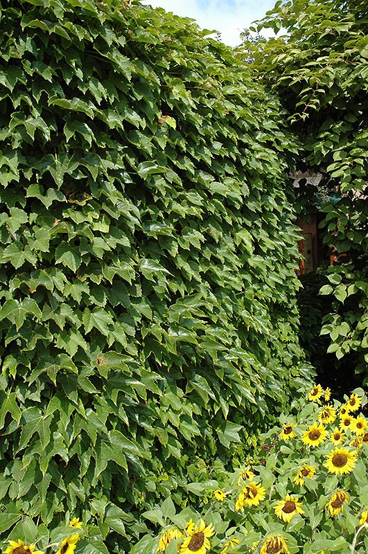 Boston Ivy (Parthenocissus tricuspidata) at Plants Unlimited