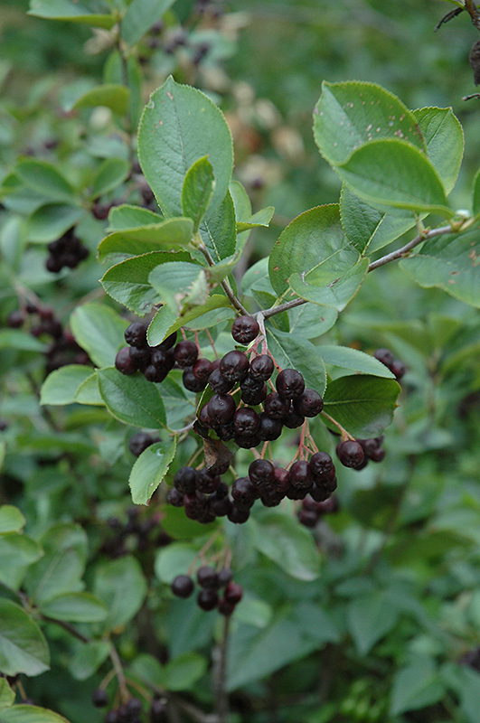 Black Chokeberry (Aronia melanocarpa var. elata) at Plants Unlimited
