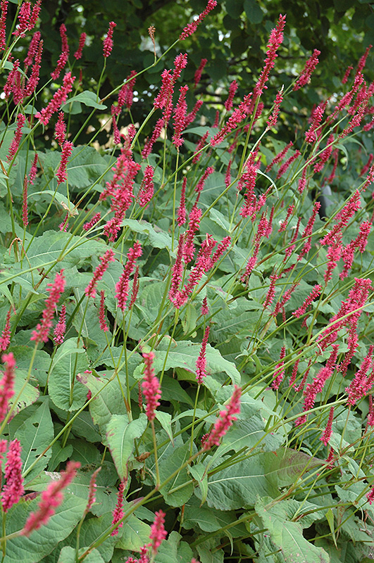 Fire Tail Fleeceflower (Persicaria amplexicaulis 'Fire Tail') at Plants Unlimited