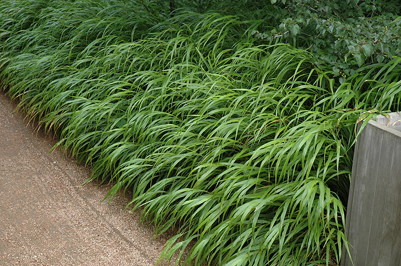 Japanese Woodland Grass (Hakonechloa macra) at Plants Unlimited