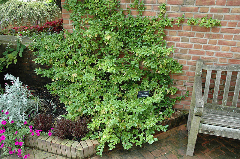 Sarcoxie Wintercreeper (Euonymus fortunei 'Sarcoxie') at Plants Unlimited