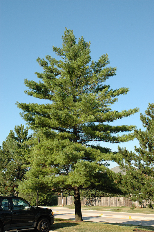 White Pine (Pinus strobus) at Plants Unlimited