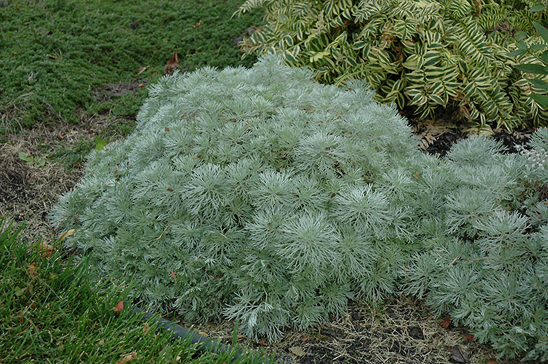 Silver Mound Artemesia (Artemisia schmidtiana 'Silver Mound') at Plants Unlimited