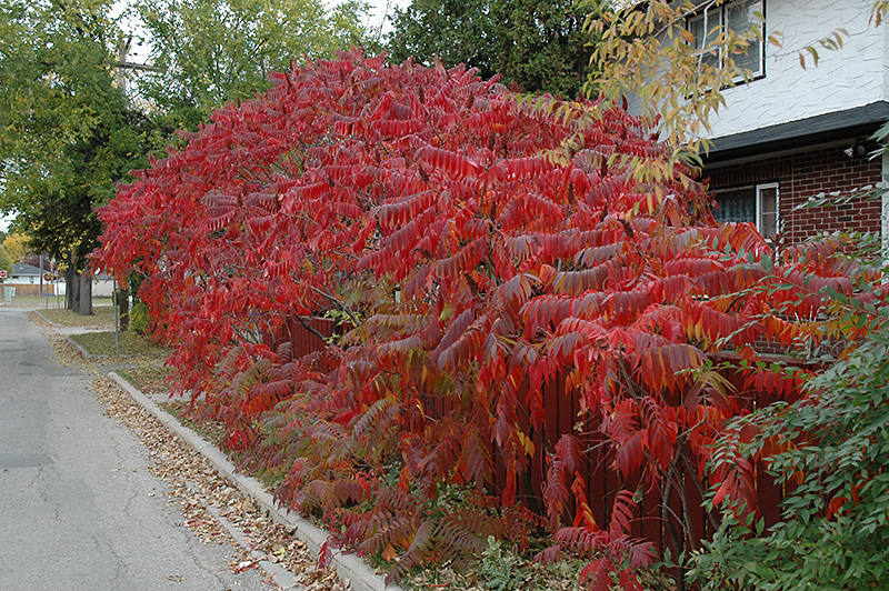 Staghorn Sumac (Rhus typhina) at Plants Unlimited