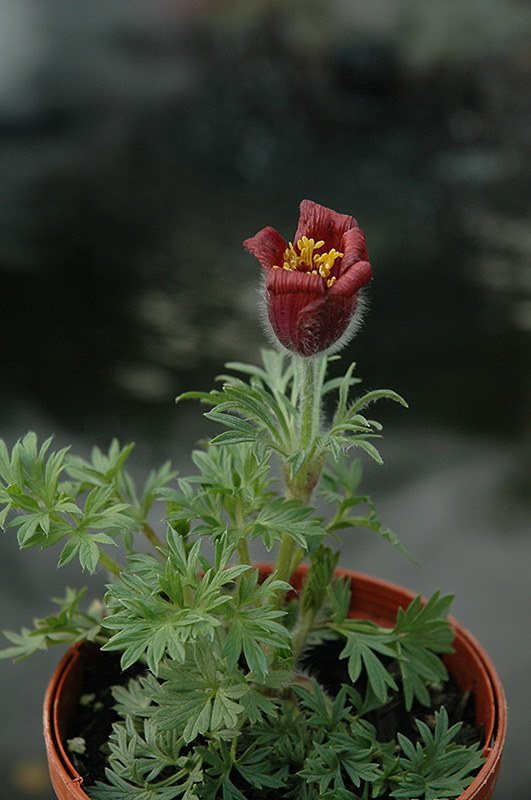 Red Bells Pasqueflower (Pulsatilla vulgaris 'Rote Glocke') at Plants Unlimited