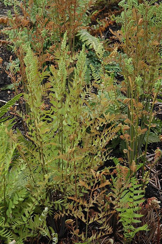 Royal Fern (Osmunda regalis) at Plants Unlimited