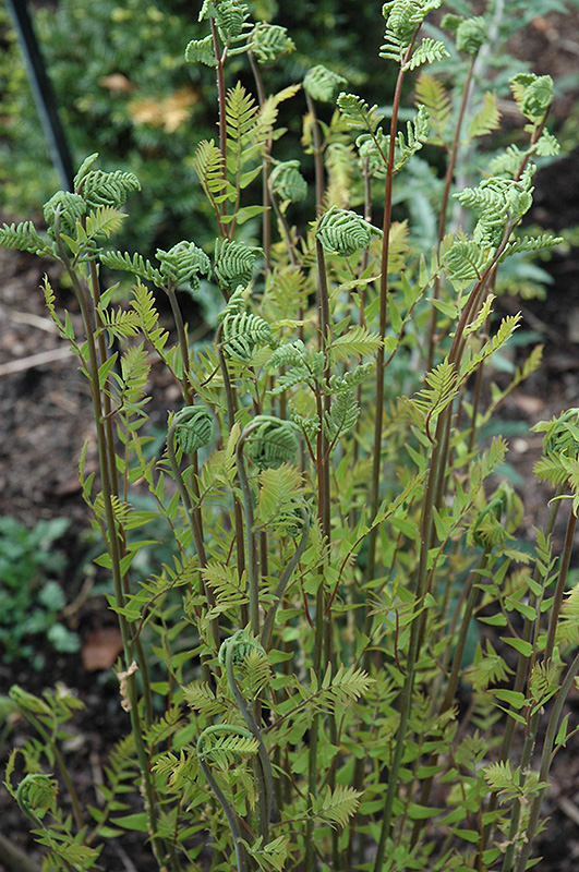 Hay-Scented Fern (Dennstaedtia punctilobula) at Plants Unlimited