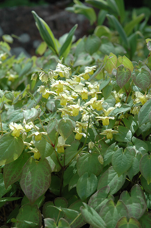 Yellow Barrenwort (Epimedium x versicolor 'Sulphureum') at Plants Unlimited