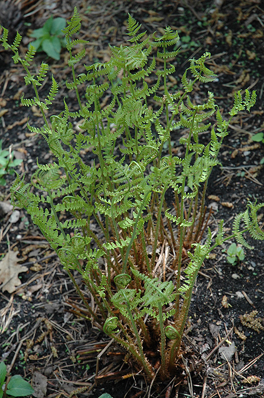 Marginal Wood Fern (Dryopteris marginalis) at Plants Unlimited