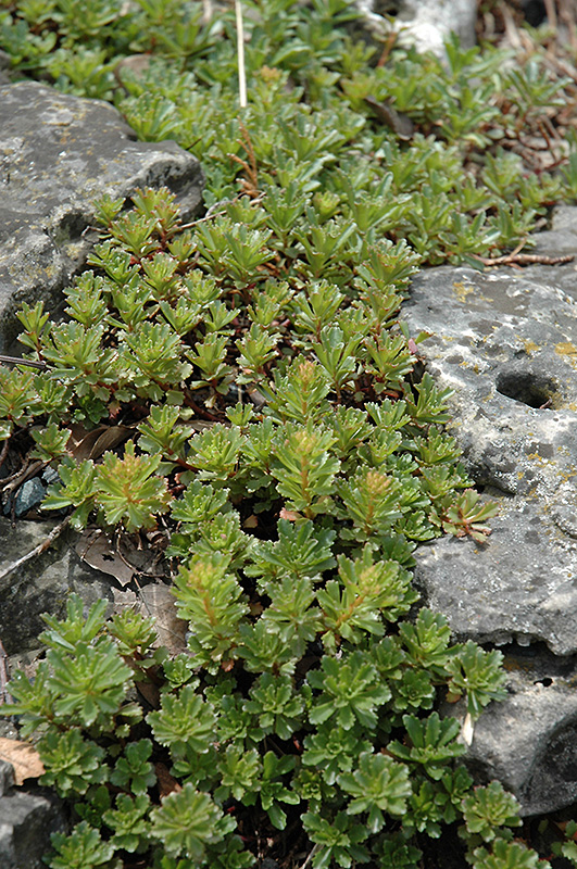 Middendorf Diffusum Stonecrop (Sedum middendorfianum var. diffusum) at Plants Unlimited