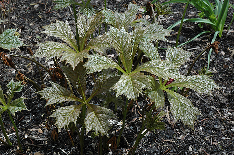 Rotlaub Rodgersia (Rodgersia podophylla 'Rotlaub') at Plants Unlimited
