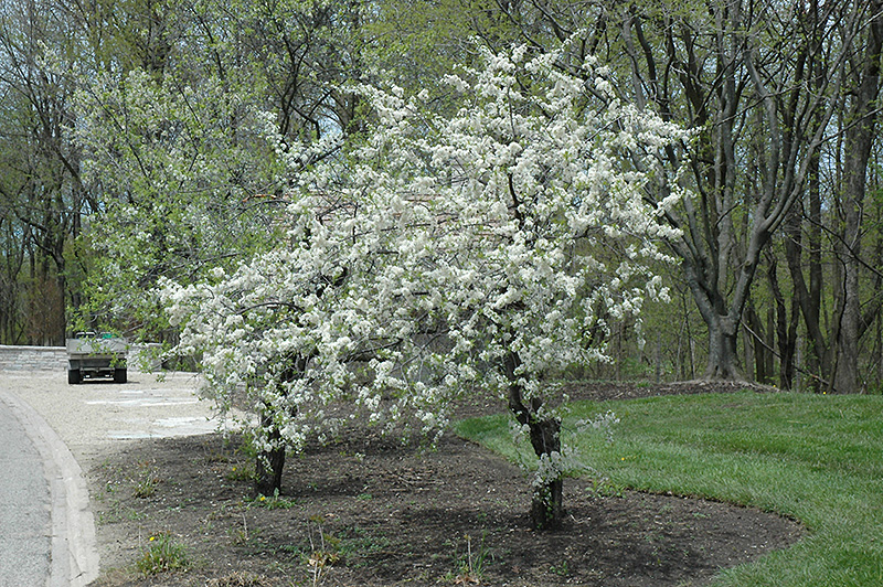 American Plum (Prunus americana) at Plants Unlimited