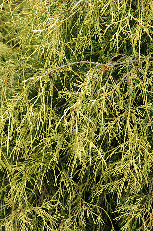 Sungold Falsecypress (Chamaecyparis pisifera 'Sungold') at Plants Unlimited