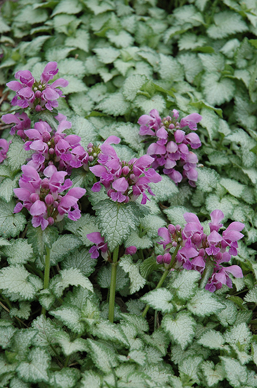 Orchid Frost Spotted Dead Nettle (Lamium maculatum 'Orchid Frost') at Plants Unlimited