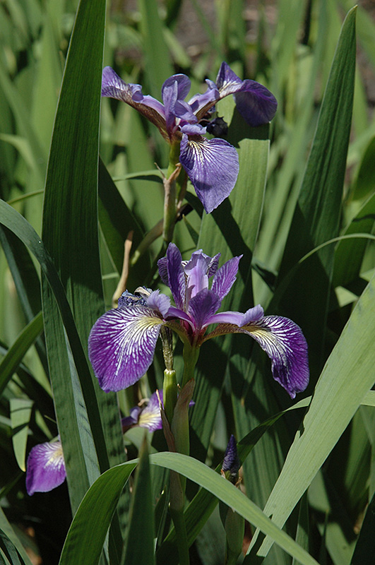Siberian Iris (Iris sibirica) at Plants Unlimited
