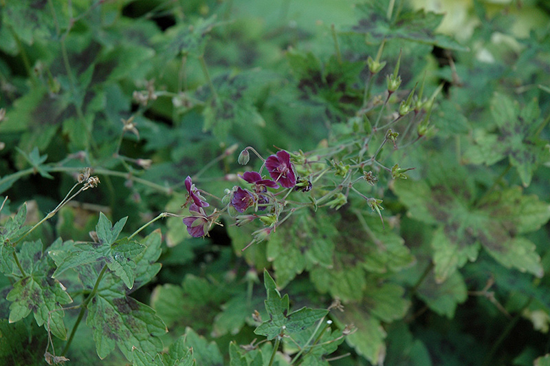 Mourning Widow Cranesbill (Geranium phaeum 'Lady In Mourning') at Plants Unlimited