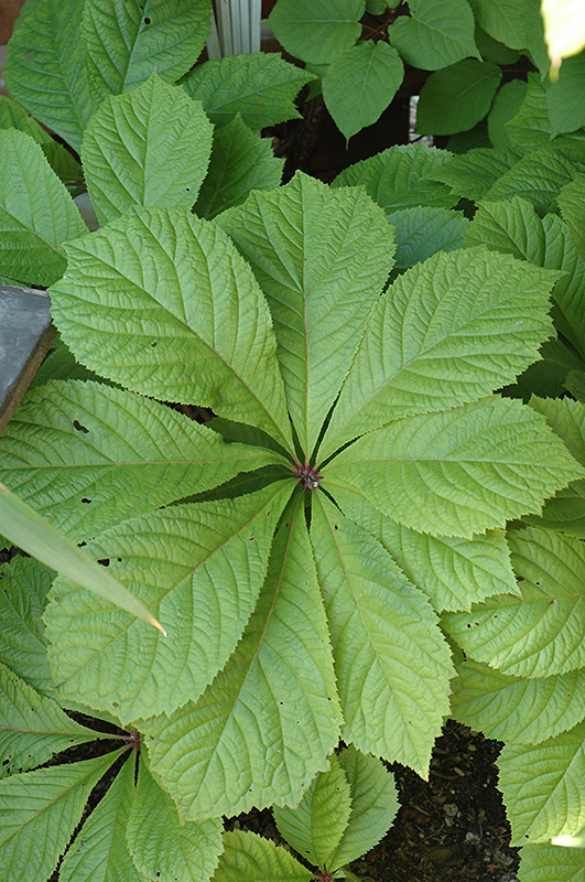 Chestnut Rodgersia (Rodgersia aesculifolia) at Plants Unlimited