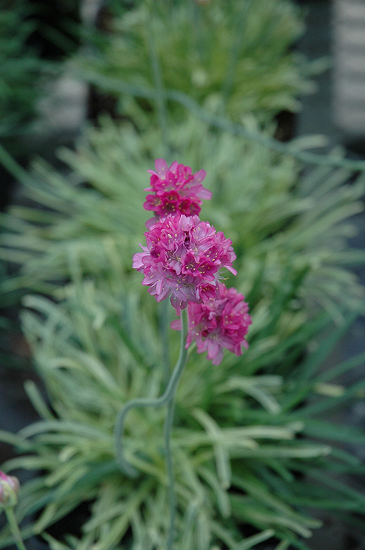 Nifty Thrifty Sea Thrift (Armeria maritima 'Nifty Thrifty') at Plants Unlimited