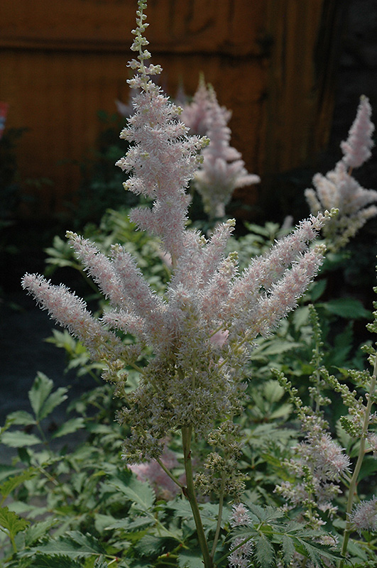 Milk and Honey Astilbe (Astilbe chinensis 'Milk and Honey') at Plants Unlimited