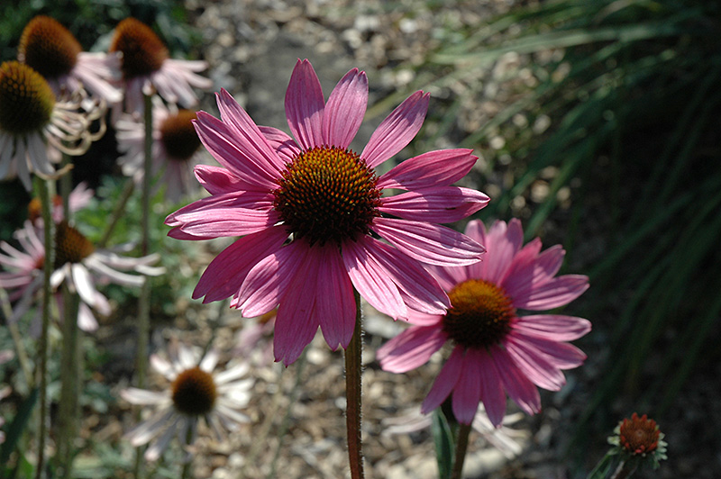 Tennessee Coneflower (Echinacea tennesseensis) at Plants Unlimited