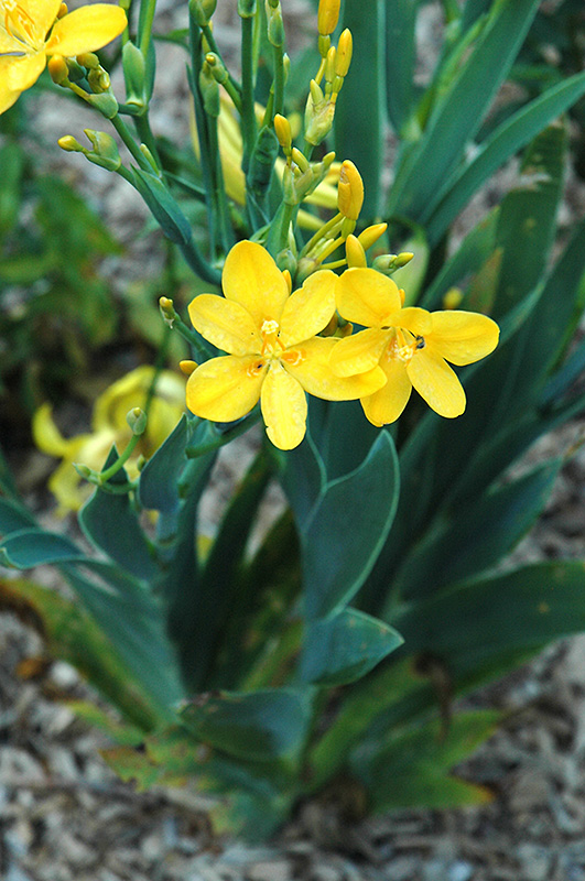 Hello Yellow Blackberry Lily (Iris domestica 'Hello Yellow') at Plants Unlimited