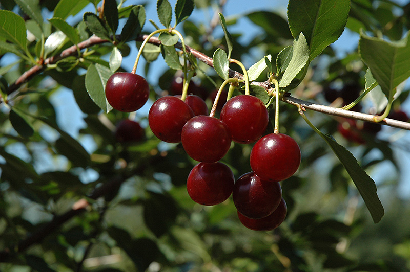 Carmine Jewel Cherry (Prunus 'Carmine Jewel') at Plants Unlimited
