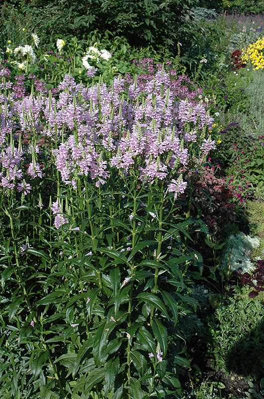 Obedient Plant (Physostegia virginiana) at Plants Unlimited