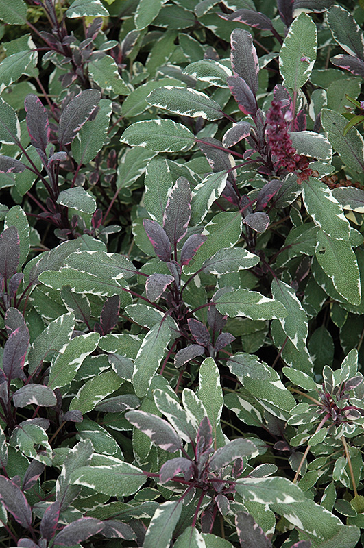 Tricolor Sage (Salvia officinalis 'Tricolor') at Plants Unlimited