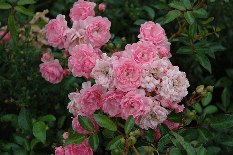 The Fairy Rose (Rosa 'The Fairy') at Plants Unlimited