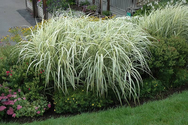 Variegated Silver Grass (Miscanthus sinensis 'Variegatus') at Plants Unlimited