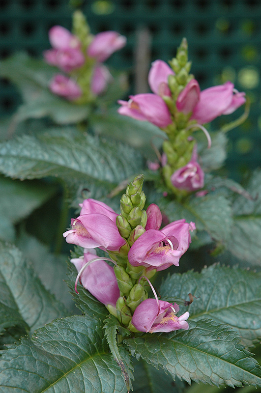 Hot Lips Turtlehead (Chelone lyonii 'Hot Lips') at Plants Unlimited