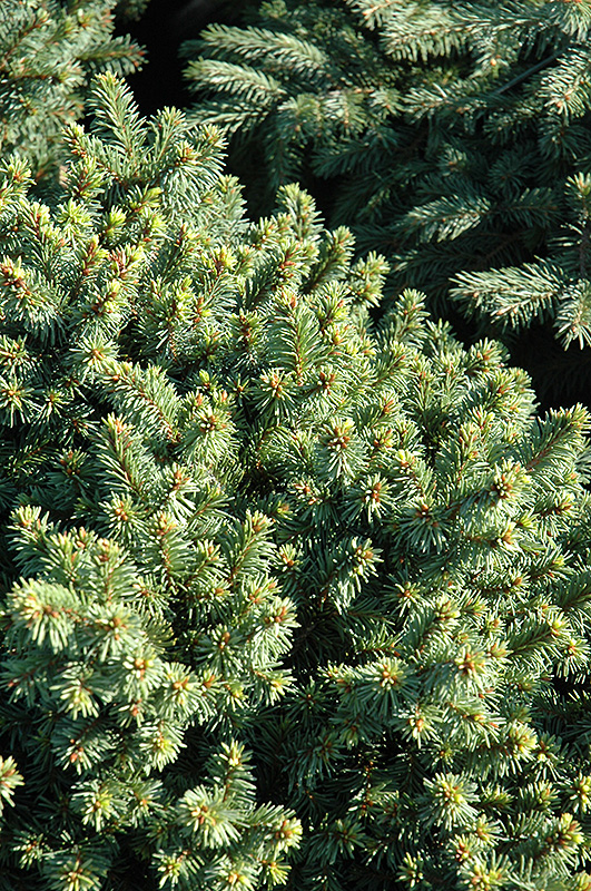 Lanham's Beehive Spruce (Picea abies 'Lanham's Beehive') at Plants Unlimited