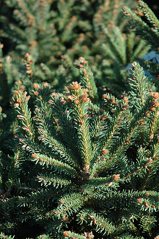 Sharpleaf Dwarf Norway Spruce (Picea abies 'Mucronata') at Plants Unlimited