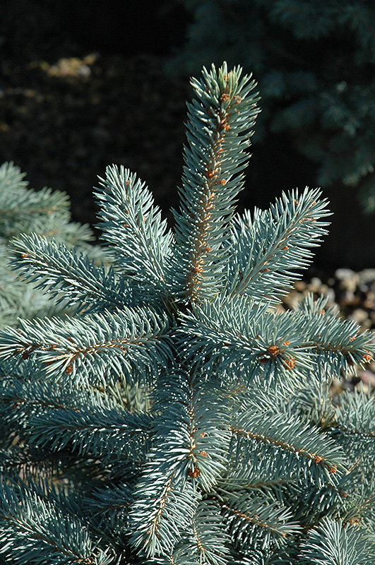 Baby Blue Eyes Spruce (Picea pungens 'Baby Blue Eyes') at Plants Unlimited