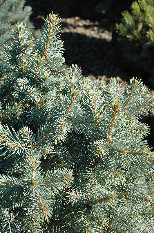 Sester Dwarf Blue Spruce (Picea pungens 'Sester Dwarf') at Plants Unlimited