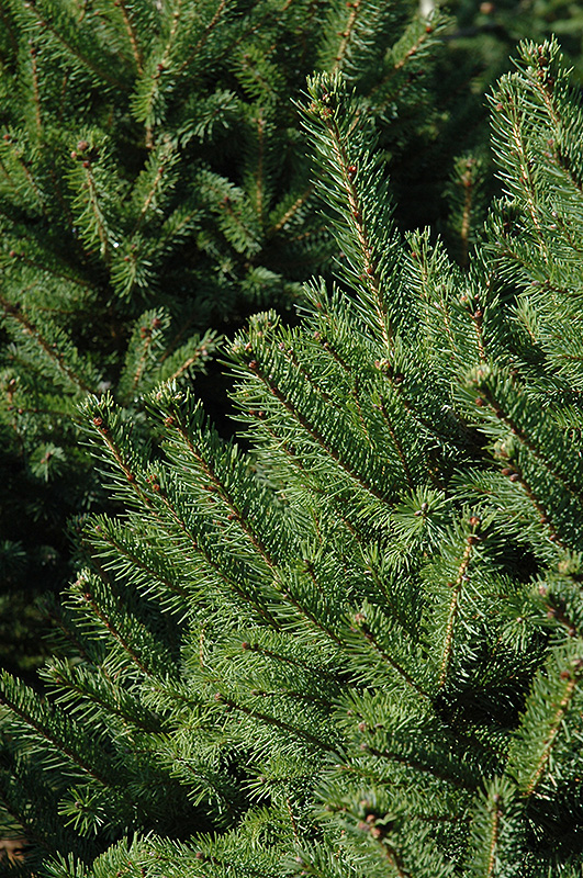 North Star Spruce (Picea glauca 'North Star') at Plants Unlimited