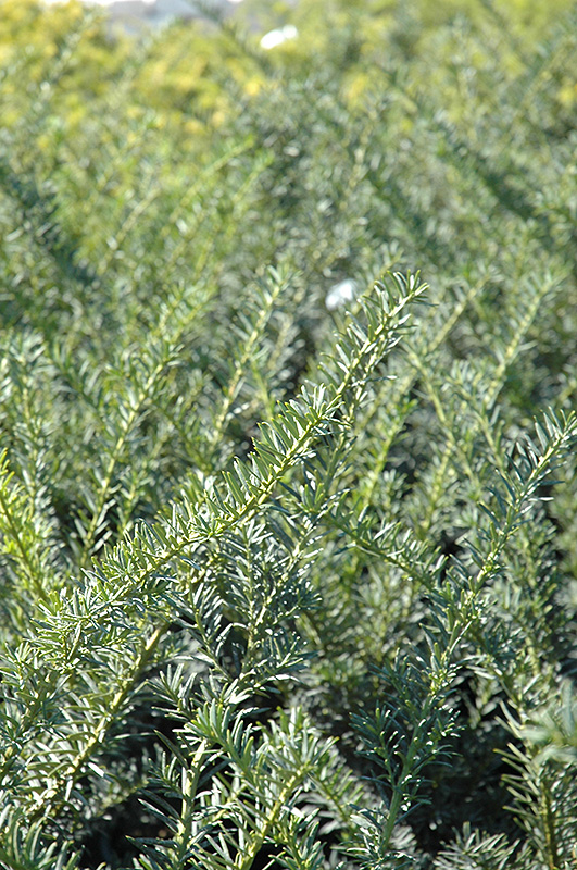 Nigra Yew (Taxus x media 'Nigra') at Plants Unlimited