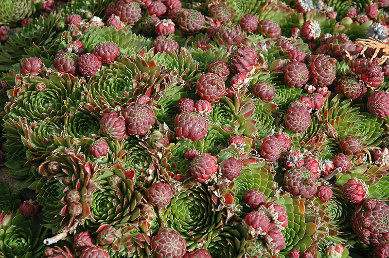 Red Beauty Hens And Chicks (Sempervivum 'Red Beauty') at Plants Unlimited