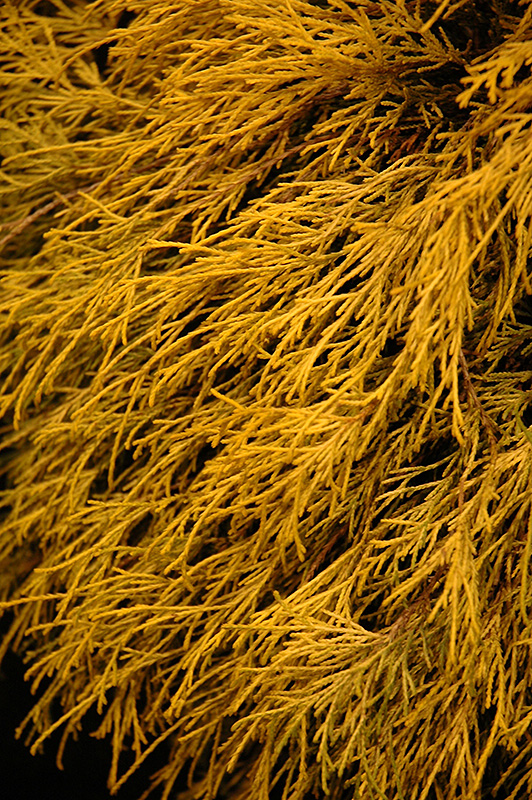 Lemon Thread Falsecypress (Chamaecyparis pisifera 'Lemon Thread') at Plants Unlimited