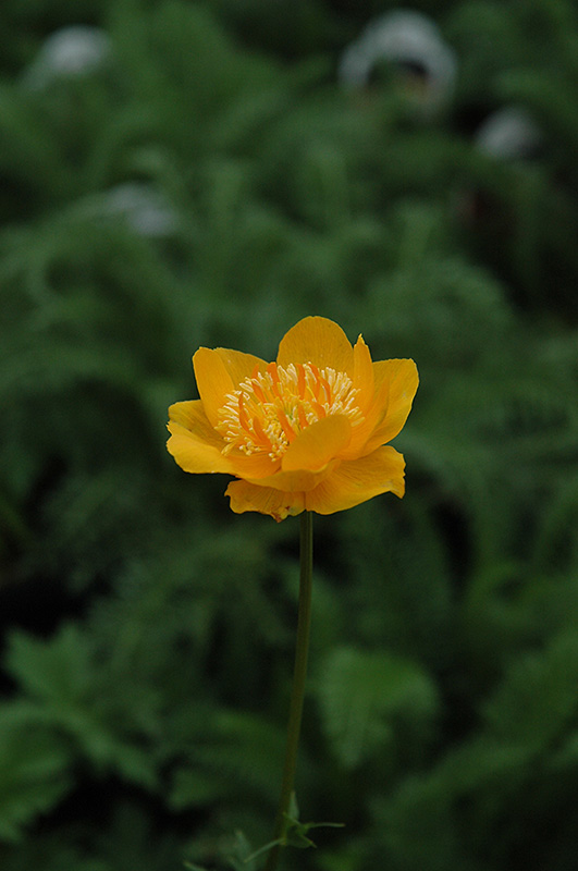 Earliest Of All Globeflower (Trollius x cultorum 'Earliest Of All') at Plants Unlimited