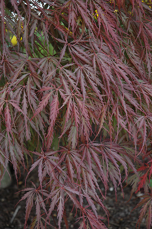 Tamukeyama Japanese Maple (Acer palmatum 'Tamukeyama') at Plants Unlimited