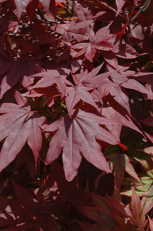 Oshio Beni Japanese Maple (Acer palmatum 'Oshio Beni') at Plants Unlimited