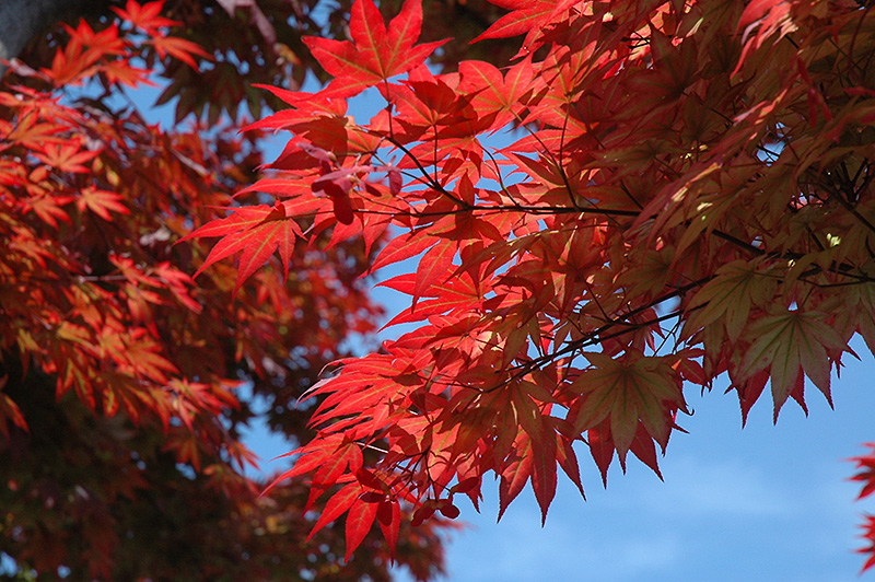 Oshio Beni Japanese Maple (Acer palmatum 'Oshio Beni') at Plants Unlimited