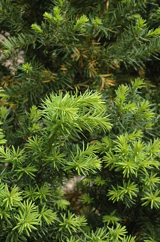 Hicks Yew (Taxus x media 'Hicksii') at Plants Unlimited