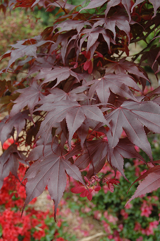 Bloodgood Japanese Maple (Acer palmatum 'Bloodgood') at Plants Unlimited