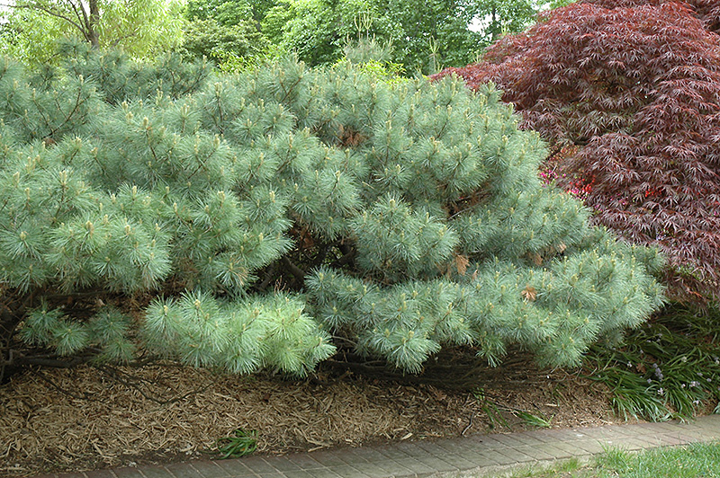 Dwarf White Pine (Pinus strobus 'Nana') at Plants Unlimited