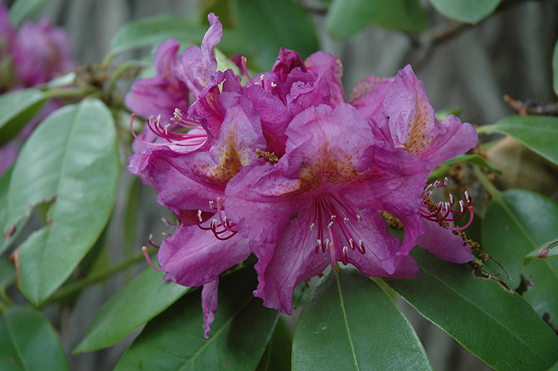 Lee's Dark Purple Rhododendron (Rhododendron catawbiense 'Lee's Dark Purple') at Plants Unlimited